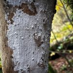 Hyphodontia sambuci, Elder Whitewash