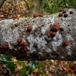 Hypoxylon fuscum, Hazel Woodwart