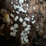 Lachnum sp.