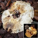 Lactarius bertillonii