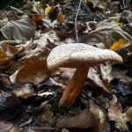 Lactarius quitus, Oakbug milkcap