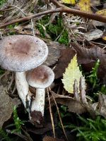 Lacterius sp.