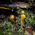 Leotia lubrica, Jelly Babies