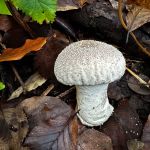Lycoperdon perlatum, Common Puffball