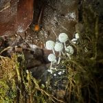 Mycena Sp.