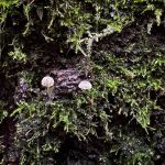 Mycena corynephora