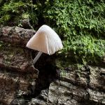 Mycena sp