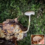 Mycena pelianthina, Blackedge Bonnet