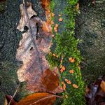 Nectria cinnabarina, Coral Spot