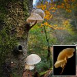 Oudiemansiella mucida, Porcelain Fungus