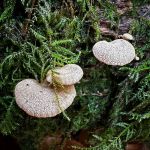 Panellus stipticus, Bitter Oysterling