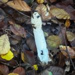 Phallus impudicus, Common stinkhorn