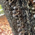 Phleogena faginea, Fenugreek Stalkball