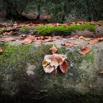 Pleurotus ostreatus, Oyster Mushroom