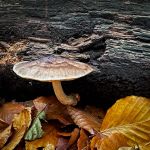 Pluteus cervinus, Deer Shield