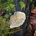 Postia tephroleuca, Greyling Bracket