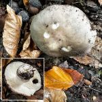 Russula cyanoxantha, Charcoal burner