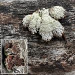 Schizophyllum commune, Splitgill
