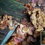 Stereum rugosum, Bleeding Broadleaf Crust