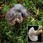 Tricholoma sciodes, Beech Knight