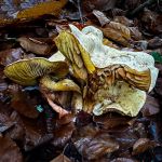 Tricholoma sulphureum, Sulphur Knight
