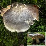 Tricholoma terreum, Grey Knight